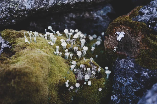 Closeup Shot Fungus Growing Mossy Rocks Forest — Zdjęcie stockowe