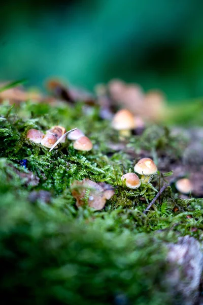 Vertical Shot White Mushrooms Forest Sweden National Park —  Fotos de Stock