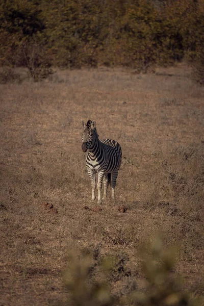 Vertical Shot Zebra Grassland — Stockfoto