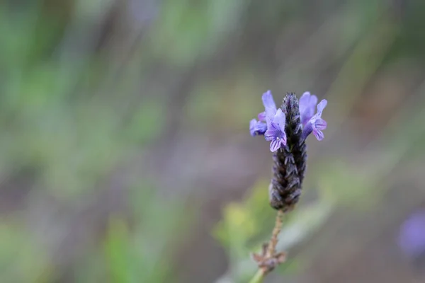 Closeup Shot Blooming Lavender Bud Field — Fotografia de Stock