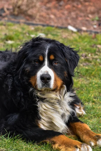 Cute Photos Happy Bernese Mountain Dog Backyard — Stock Photo, Image