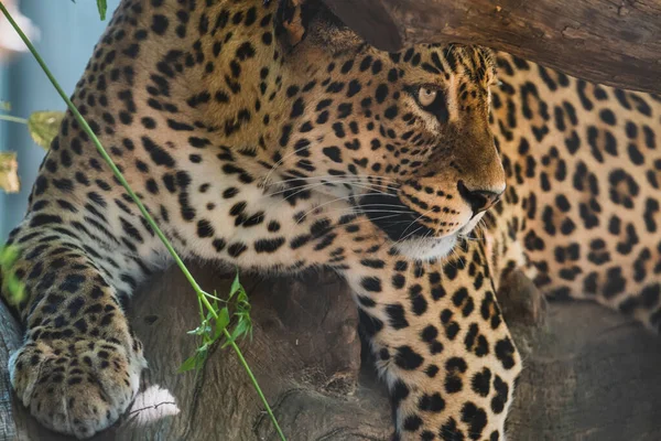 Closeup Beautiful Leopard Wild — Stock Photo, Image