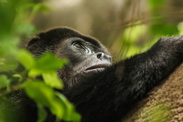 Selective Gorilla Tree — Stock Photo, Image