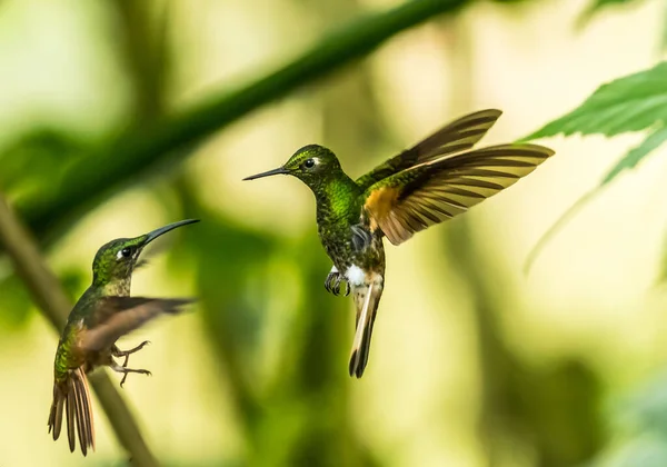 Two Hummingbirds Bella Vista Ecuador — Fotografia de Stock