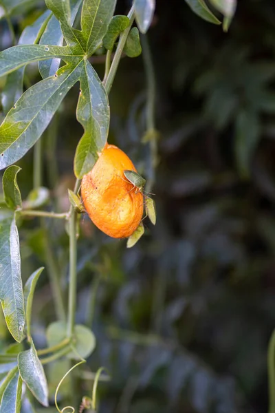 Vertical Shot Green Bugs Perched Orange Fruit Blurred Background — Foto de Stock