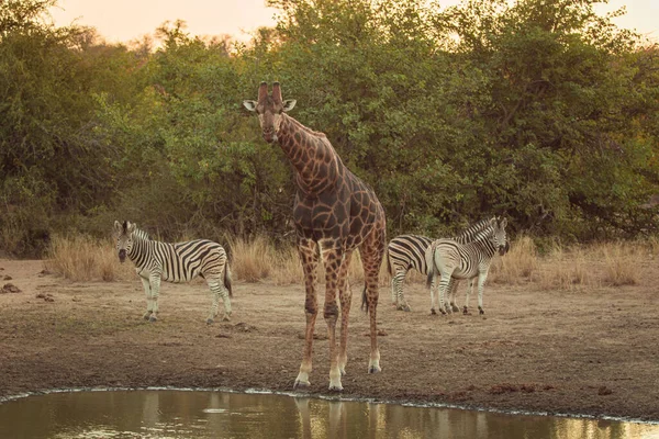 Vacker Bild Giraff Som Står Vid Dammen Med Zebror Bakgrunden — Stockfoto