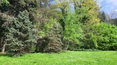 A lush forest in the sun