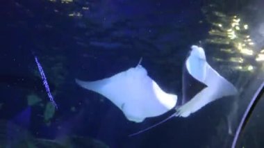 Two stingrays doing circles in the aquarium of Discovery Place in Charlotte, North Carolina