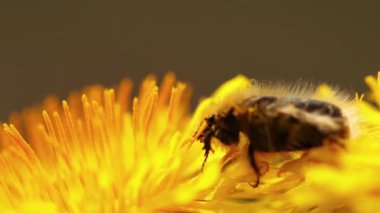 A selective focus shot of a beetle collects pollen from dandelions