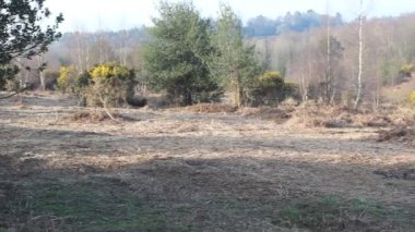 A beautiful view of a garden in a park on a sunny day