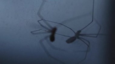 A closeup silhouette shot of a spider mirrored on a glass window with blurred background