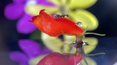 A tiny ant is trying to drink a water droplet on a red color flower. The reflection of a yellow flower is on the droplet. Alone, never give-up concept