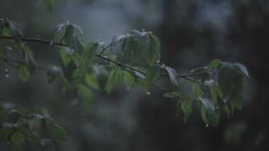 A closeup footage of tree branch leaves under the rain in Valle di Muggio, Ticino, Switzerland