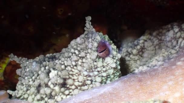 Underwater Shot Common Octopus Octopus Vulgaris Eye Close Lanzarote Canary — Video