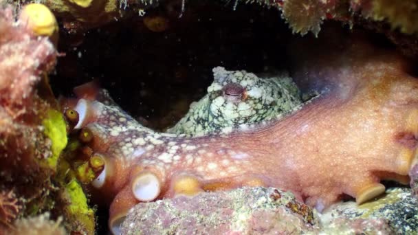 Octopus Vulgaris Front Cave Underwater Close Sea Life Atlantic Canary — Video