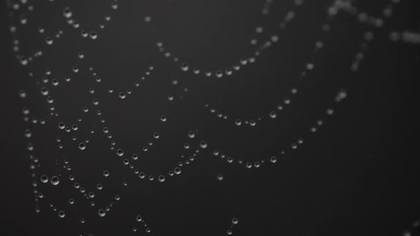Close Slow Motion Macro Water Drops Spider Web Net Waving — Stock video