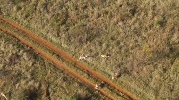 Aerial Footage Springbok Antelopes Walking Dirt Road Grass Plain — Vídeo de Stock