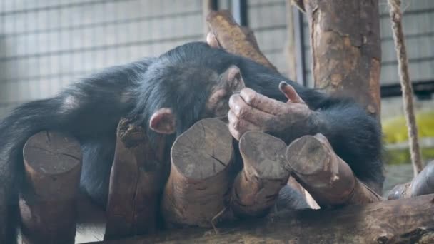 View Bored Young Chimpanzee Lying Woods Relaxing Copenhagen Zoo — Vídeo de Stock