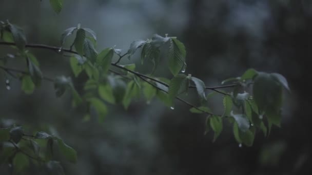Closeup Footage Tree Branch Leaves Rain Valle Muggio Ticino Switzerland — Stock video