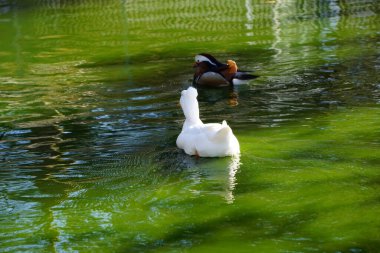 A pair of fluffy ducks swimming around in a green pond