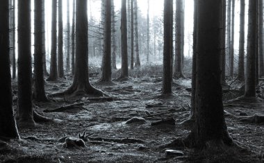 Bulutlu bir günde güzel bir ormanın alçak açılı görüntüsü.