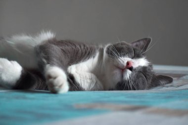 A closeup shot of a fluffy gray and white cat sleeping on a bed in a room