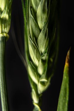 A vertical closeup shot of green wheat plants on a black background