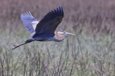 A beautiful shot of a great heron bird flying over a green natural field