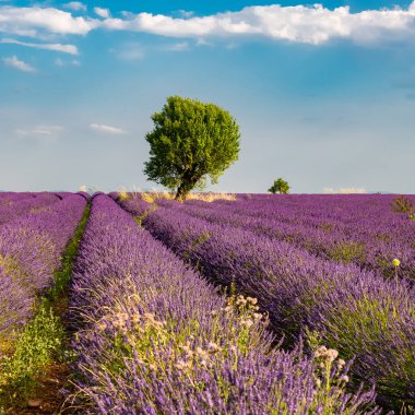 Provence 'deki lavanta tarlası, ilkbaharda güzel bir manzara.