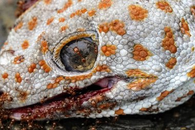 A closeup shot of a Tokay gecko's face in a forest during the day
