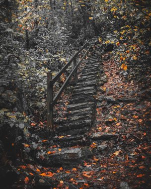 A beautiful landscape of ascending stairs in a dense autumn forest