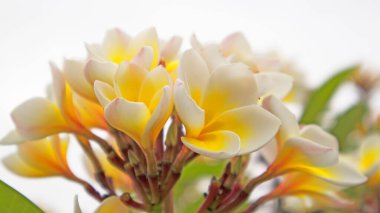 Parkta parlak çiçeklerin yakın çekimi.