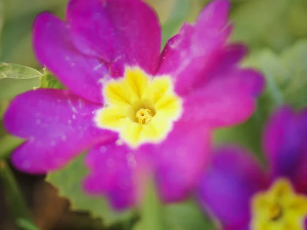 Closeup Sho Tof Blooming Purple Yellow Primrose Flower — Stock Photo, Image