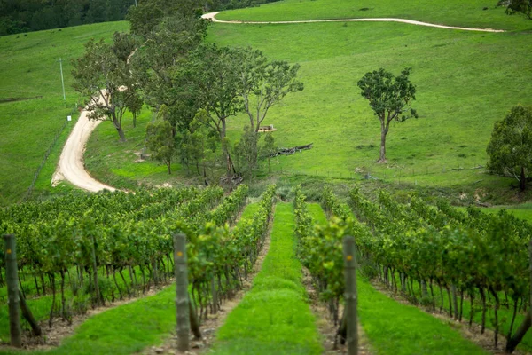 Vineyard Blue Mountains Sydney Australia — Foto Stock