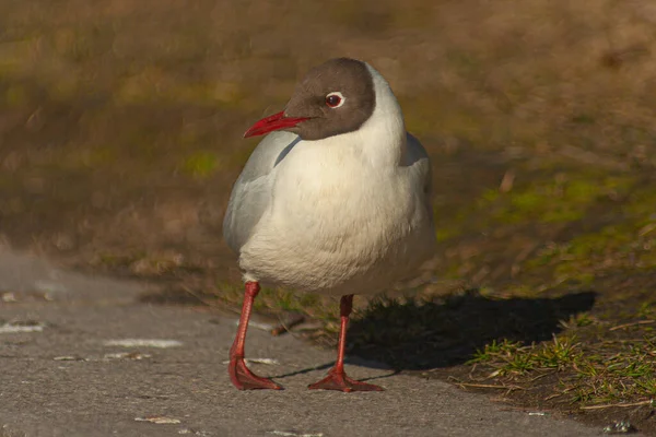 A closeup shot of a white seagull with a brown face on a road