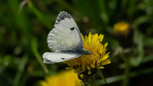 Closeup Butterfly Perched Yellow Dandelion Blurry Green Background — Fotografie, imagine de stoc