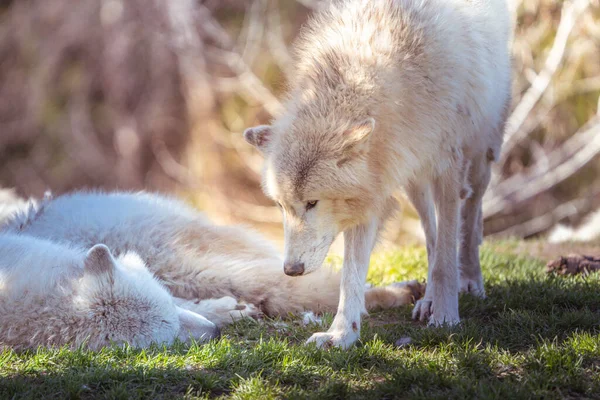 Closeup White Arctic Wolves Green Grass Bare Trees Sunny Day — Stock fotografie