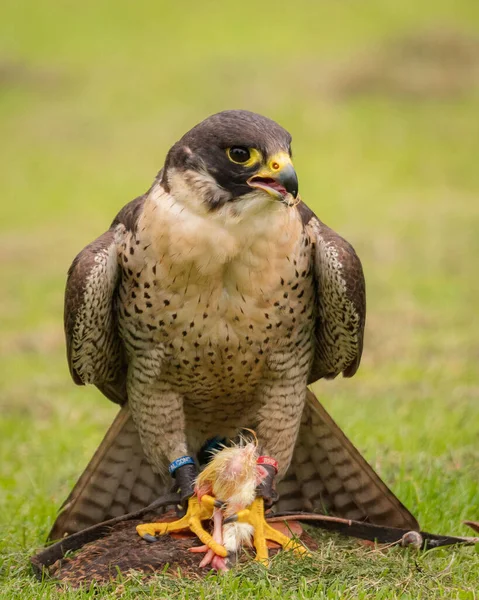 Vertical Closeup Shot Peregrine Falcon Falco Peregrinus Holding Small Bird — Stock Photo, Image