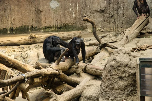 Closeup Shot Chimps Zoo — Stockfoto