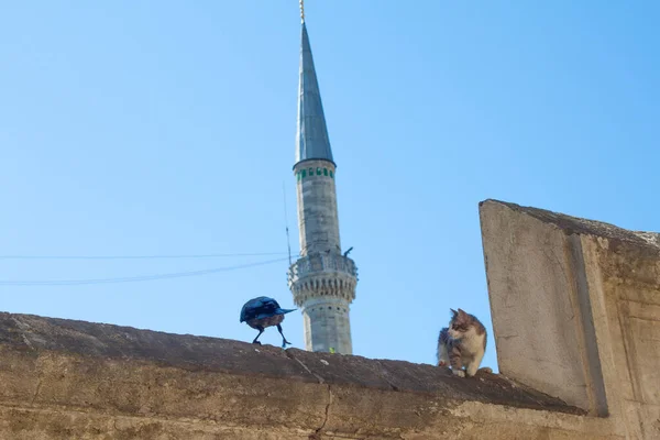 A low angle shot of a cat running after a bird on, isolated on a blurry background of a tower