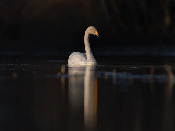 White Goose Swimming Dark River — Photo