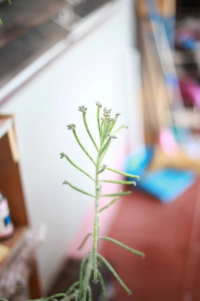 A closeup shot of green plants indoor in daylight with blurred background