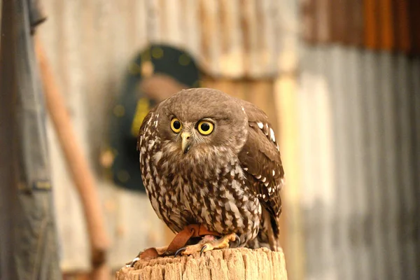 Beautiful Shot Baking Owl — Foto Stock