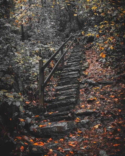 Beautiful Landscape Ascending Stairs Dense Autumn Forest — Stock Photo, Image