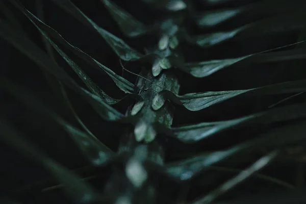 Macro Shot Leaves Conifer Green Plant Water Drops — Zdjęcie stockowe