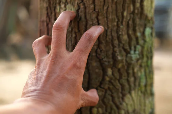 A closeup of a hand scratching a tree