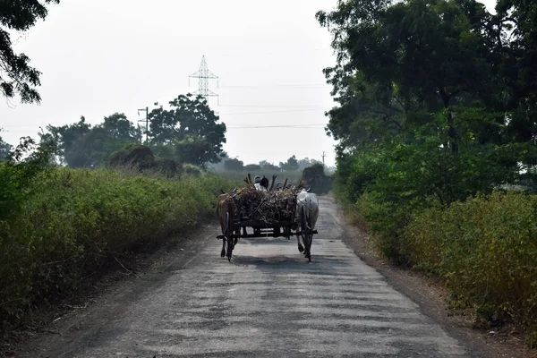Rural area Road And Trees In Forest with bullock cart at the corner