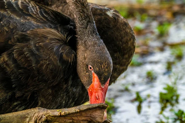 Closeup Shot Black Swan Its Head Its Feet — Stock fotografie