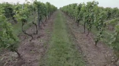 A beautiful view of vineyards under a cloudy sky