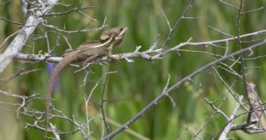 An invasive basilisk in the wetlands of Florida